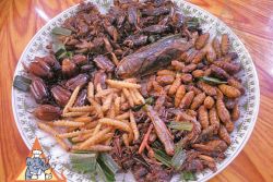 insect plate l