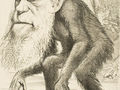 Editorial cartoon depicting Charles Darwin as an ape 1871