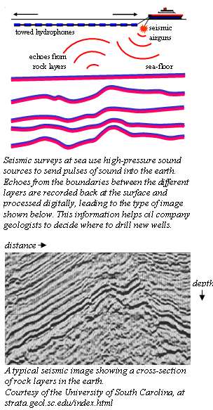 Seismic surveys at sea use high-pressure sound sources to send pulses of sound into the earth. 