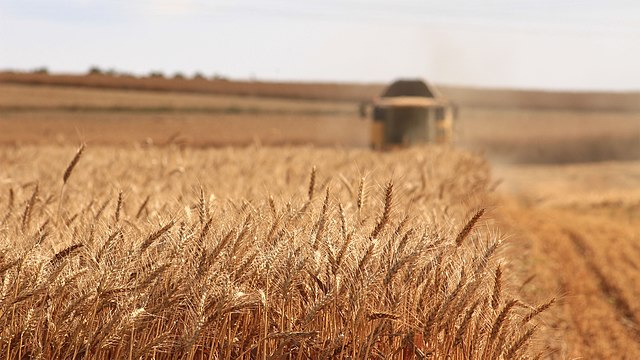 Harvesting the Wheat Crop Image meriç tuna Wikimedia Commons