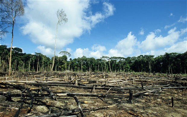 Deforestation Image Dikshajhingan Wikimedia Commons