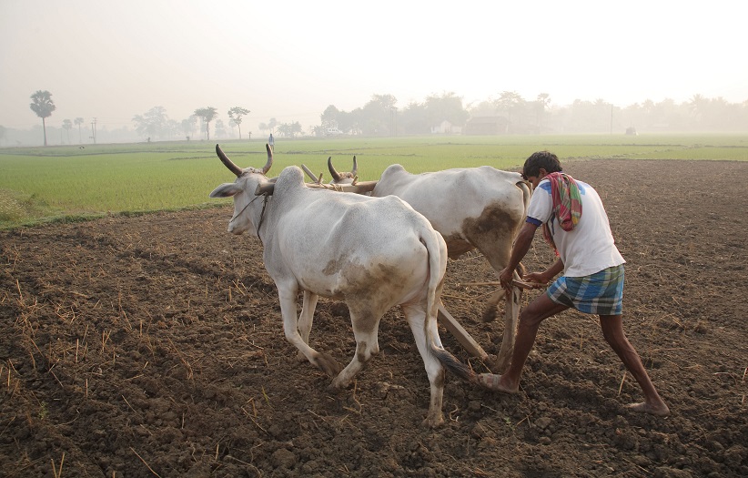 Ploughing with cattle in West Bengal Image public domain