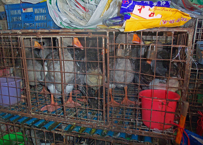 Ducks in cages at wet market Shenzhen China Image Daniel Case