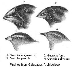 Darwin's illustrations of beak variation in the finches of the Galápagos Islands, which hold 13 closely related species that differ most markedly in the shape of their beaks. The beak of each species is suited to its preferred food, suggesting that beak shapes evolved by natural selection.