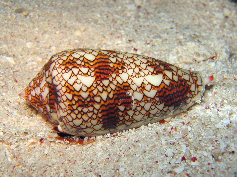 The pattern of this snail species resemble Wolfram's chaotic rule 30. Photo: Richard Ling